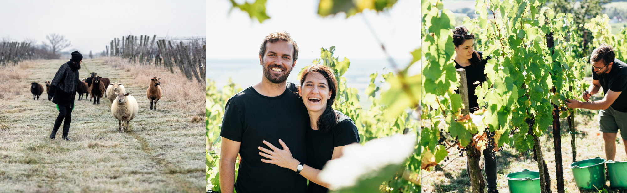 Drei Fotos: Eine Person mit Schafen im Winter, ein lächelndes Paar im Grünen, und zwei Personen, die Wein ernten.
