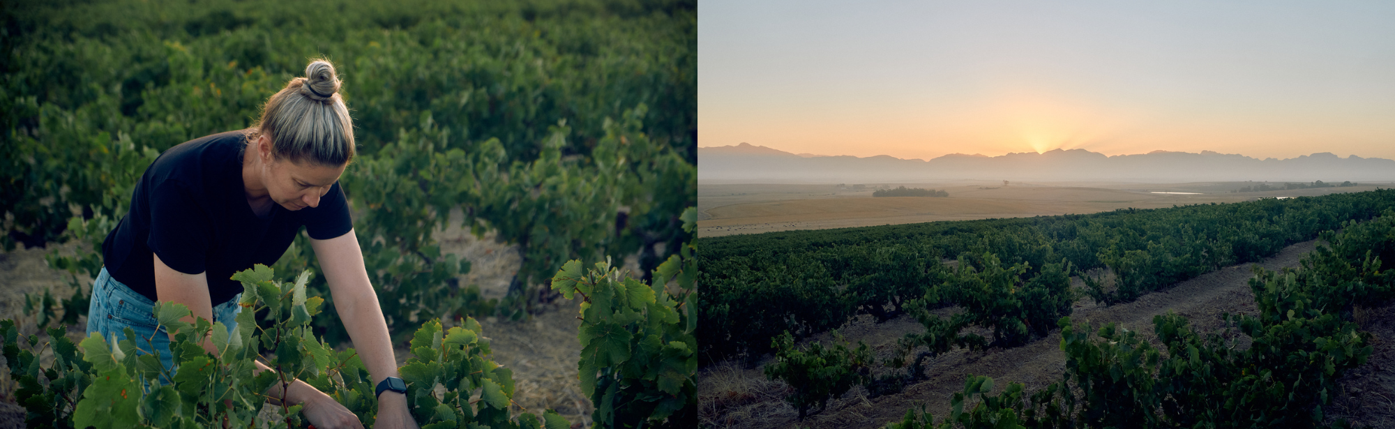 Links: Eine Person arbeitet in einem Weinberg. Rechts: Sonnenuntergang über einer weitläufigen Landschaft mit Weinreben.