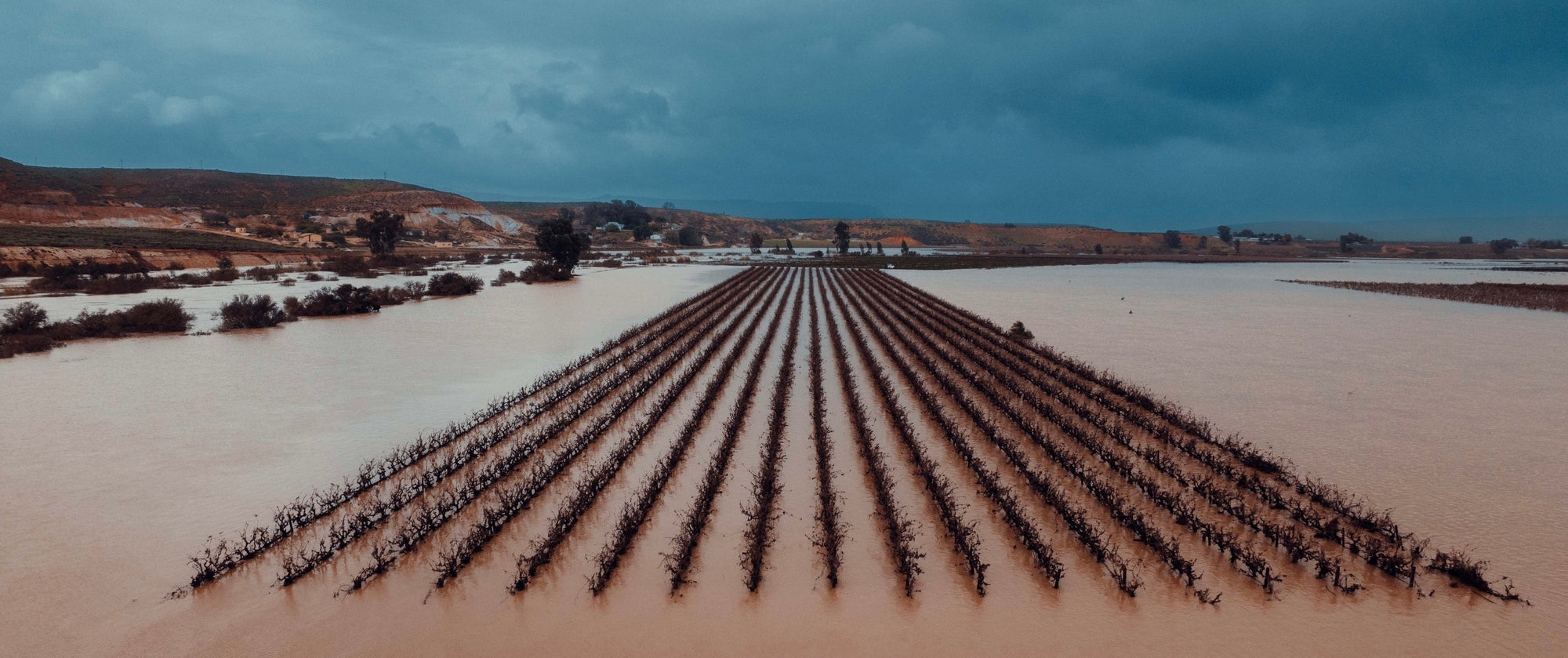 Überflutete Weinreben in einer flachen Landschaft unter einem bewölkten Himmel.