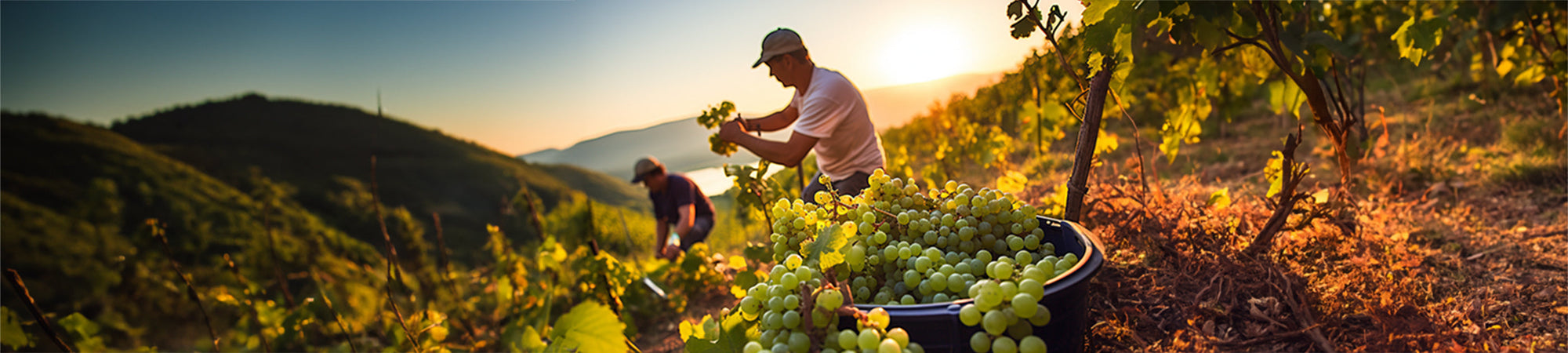 Bodegas Mazas