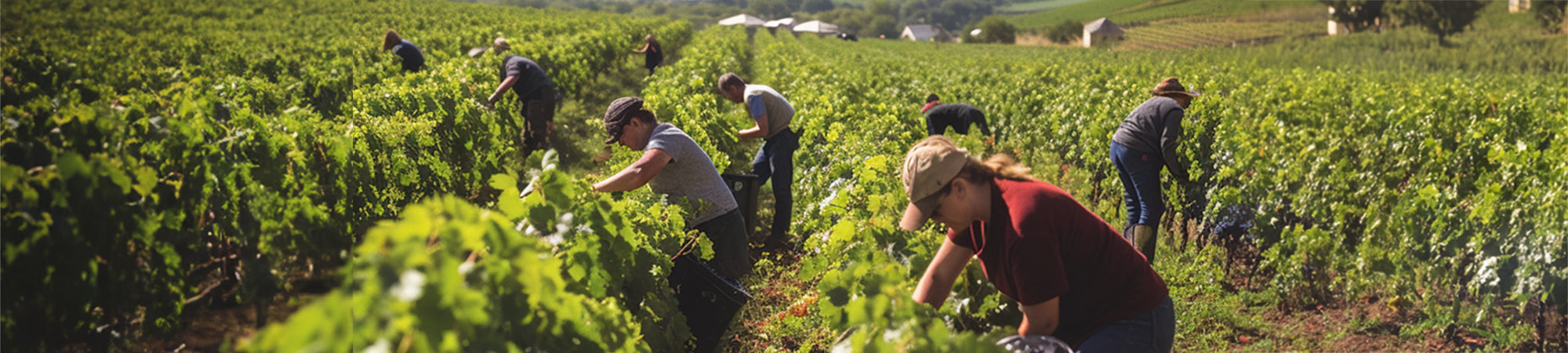 Menschen bei der Erntearbeit in einem weiten Weinberg unter sonnigem Himmel.