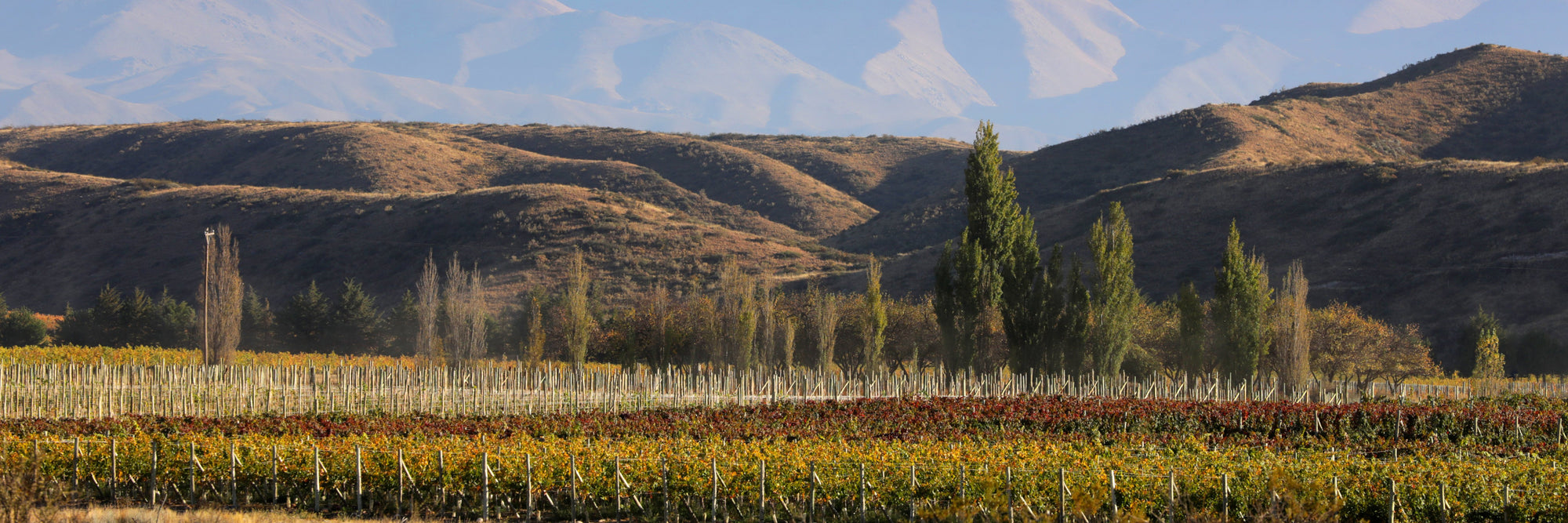 Weinberge mit Herbstlaub vor braunen Hügeln und Bergen im Hintergrund.