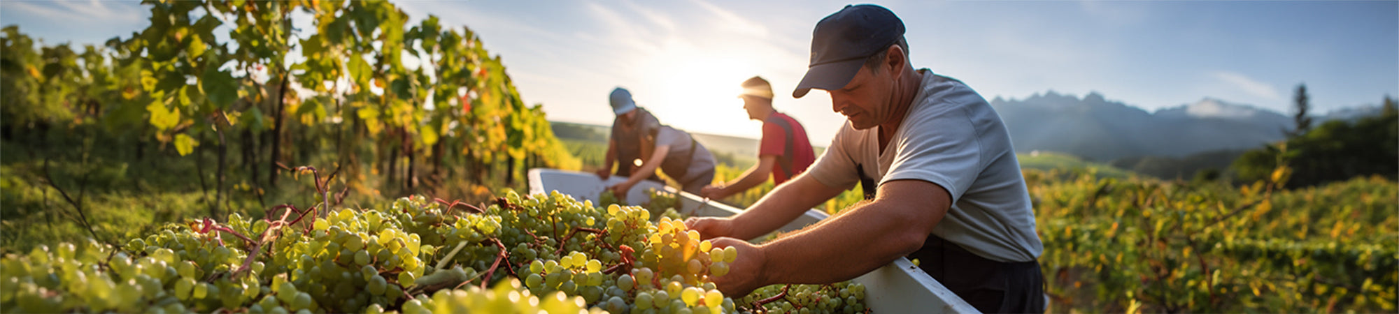 Drei Menschen ernten weiße Trauben in einem sonnigen Weinberg mit Bergen im Hintergrund.