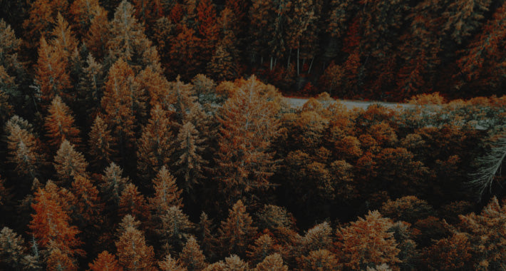 Fabulous Fall