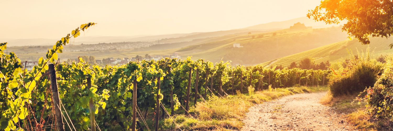 Weinberglandschaft bei Sonnenuntergang mit einem schmalen Pfad, der zwischen grünen Reben in die Ferne führt.