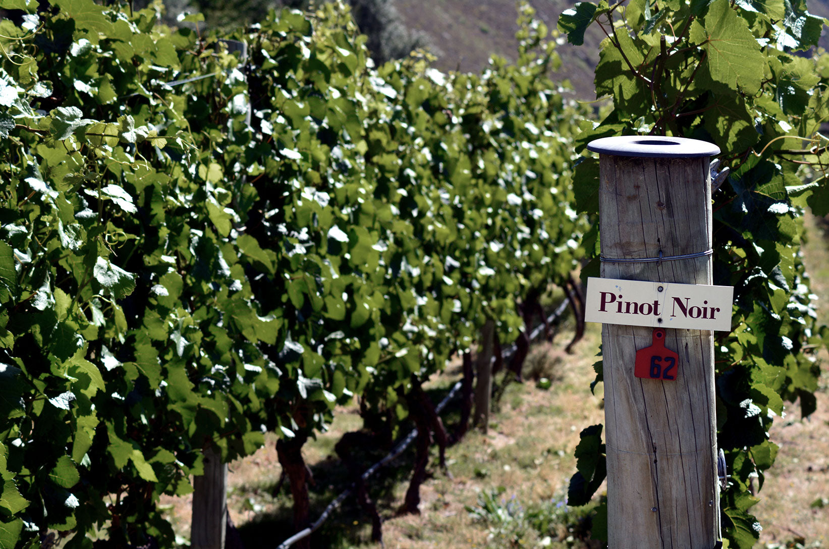 Weinreben mit einem Schild, das "Pinot Noir" anzeigt, in einem sonnigen Weinberg.