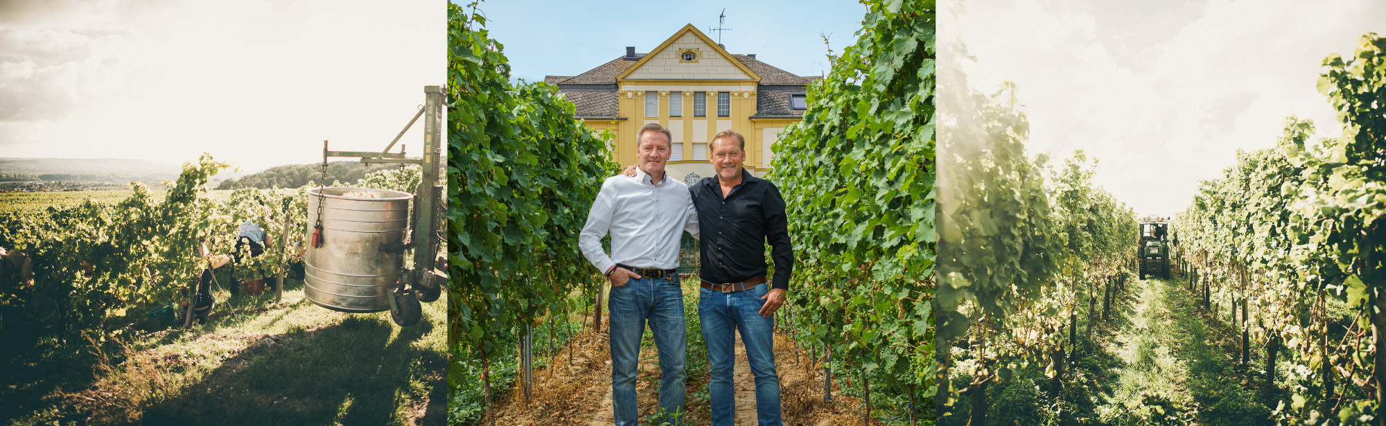 Männer stehen in einem Weinberg vor einem historischen Gebäude; rechts und links Traubenreben und Weinlese.