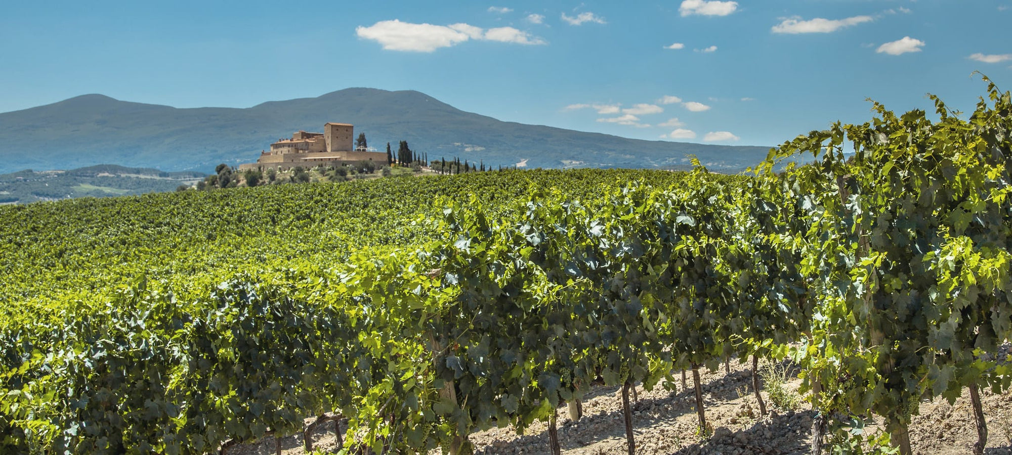 Wein aus Frankreich