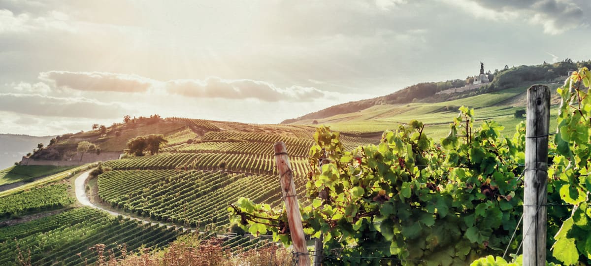 Wein aus Deutschland