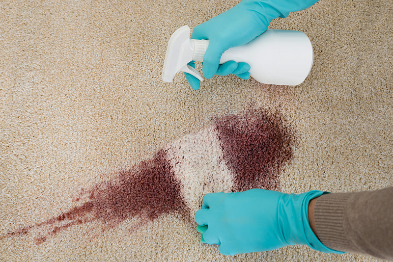Person mit blauen Handschuhen reinigt einen roten Fleck auf einem hellen Teppich mit einem Spray.