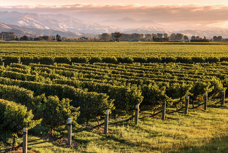 Weinberge vor einer Bergkette bei Sonnenuntergang, mit Reihen von Rebstöcken im Vordergrund.