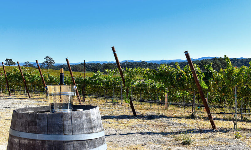 Weinberg mit grünen Reben im Sonnenschein, ein Holzbottich mit Flaschenkühler und Weinflasche im Vordergrund.