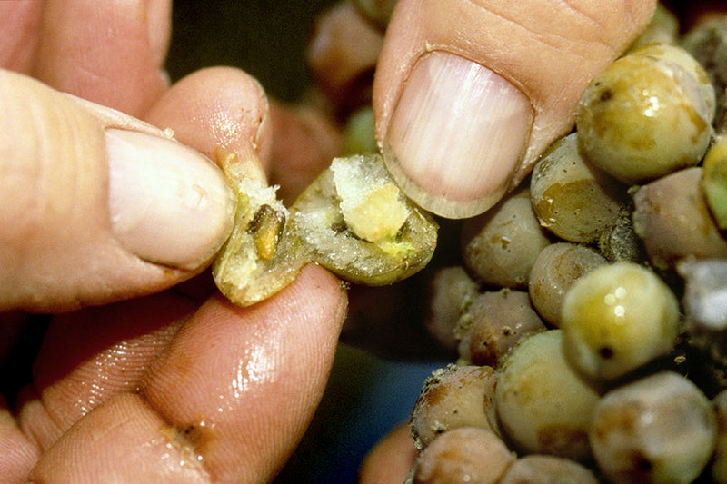 Nahaufnahme von Händen, die eine von Botrytis befallene Weintraube öffnen, um die Innenseite zu zeigen.