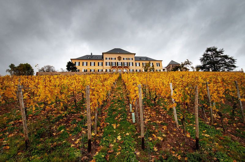 Ein gelbes Gebäude steht hinter einem herbstlichen Weinberg mit gelben Blättern und bewölktem Himmel.
