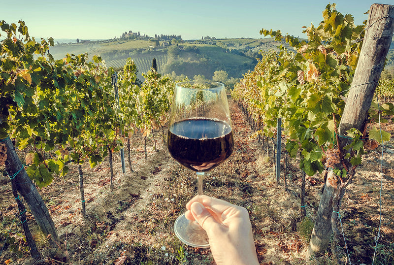 Eine Person hält ein Glas Rotwein vor einem weiten Weinberg unter blauem Himmel.