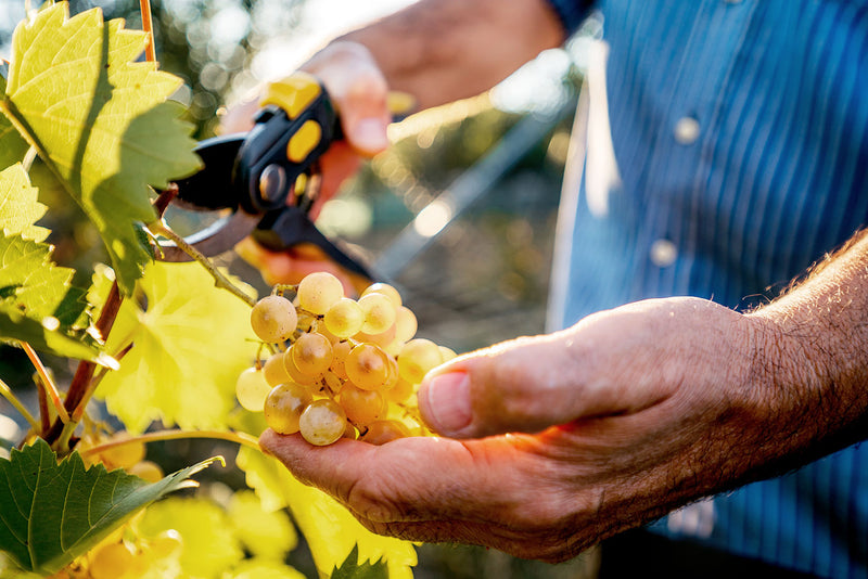 Person schneidet mit einer Schere Trauben von einem Weinstock bei Sonnenschein.