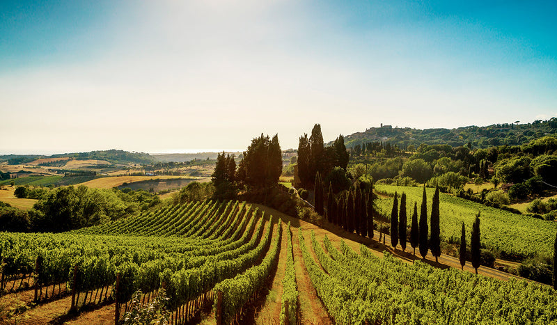 Weinberge in einer hügeligen Landschaft mit Zypressen und blauem Himmel im Hintergrund.