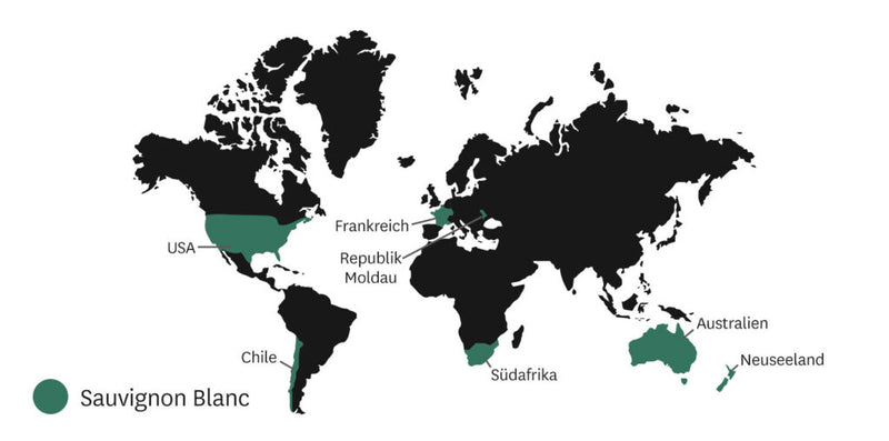 Weltkarte mit Ländern, in denen Sauvignon Blanc produziert wird, hervorgehoben: USA, Chile, Frankreich, Südafrika, Australien, Neuseeland, Republik Moldau.