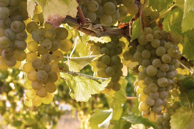 Reife, grüne Weintrauben hängen an einem Weinstock, umgeben von grünen Blättern im Sonnenlicht.