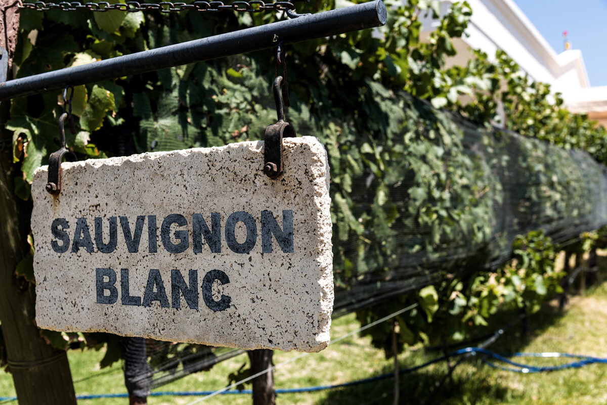 Schild mit der Aufschrift "Sauvignon Blanc" hängt vor einem Weinstock mit grünen Blättern im Hintergrund.
