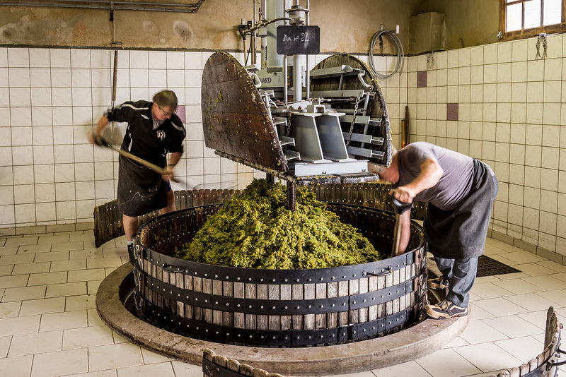 Zwei Männer bedienen eine große Weinpresse in einer Fliesenwerkstatt, gefüllt mit Trauben.