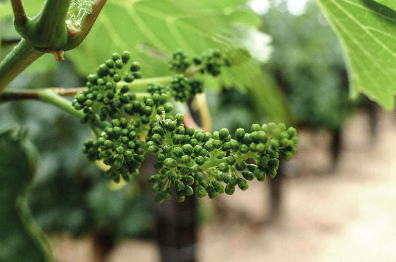 Grüne Trauben hängen an einem Weinstock in einem Weinberg, umgeben von grünen Blättern.