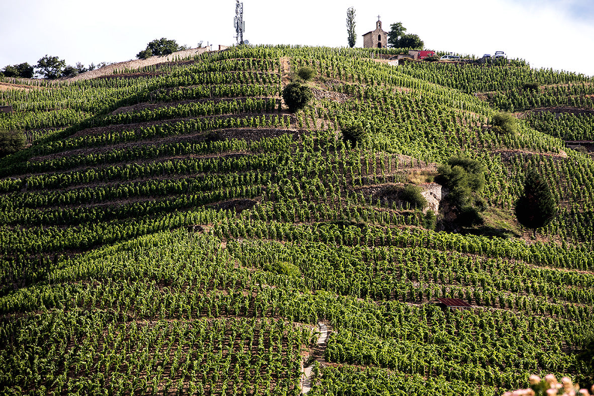 Weinberge auf einem hügeligen Gelände mit einer kleinen Kapelle auf der Spitze und mehreren Reihen von Reben.